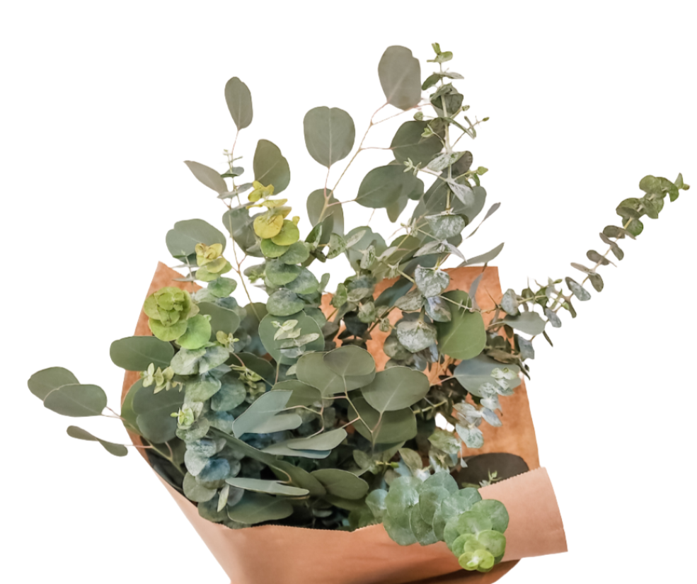 Eucalyptus/Bundle