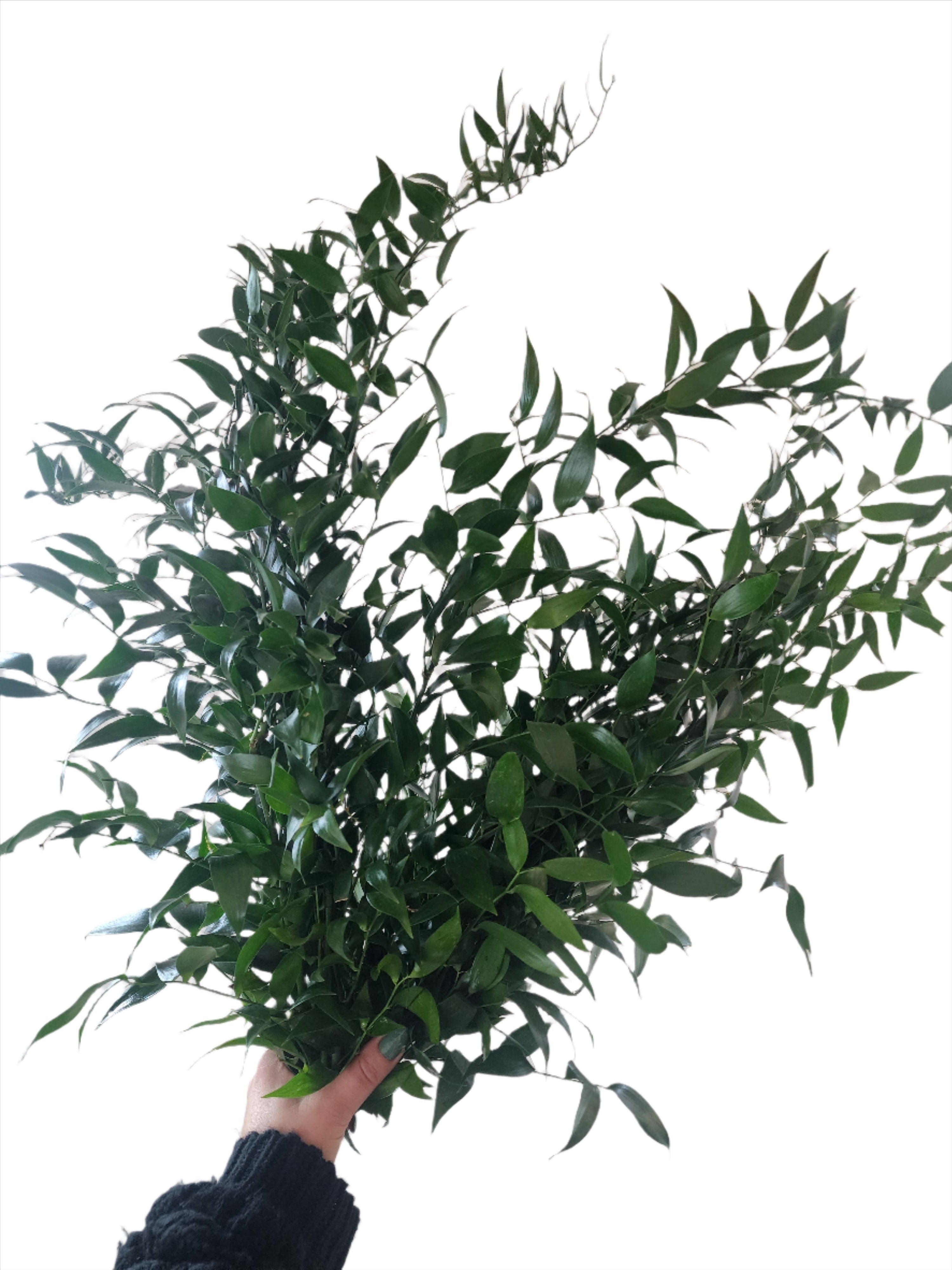 Ruscus/Bunch