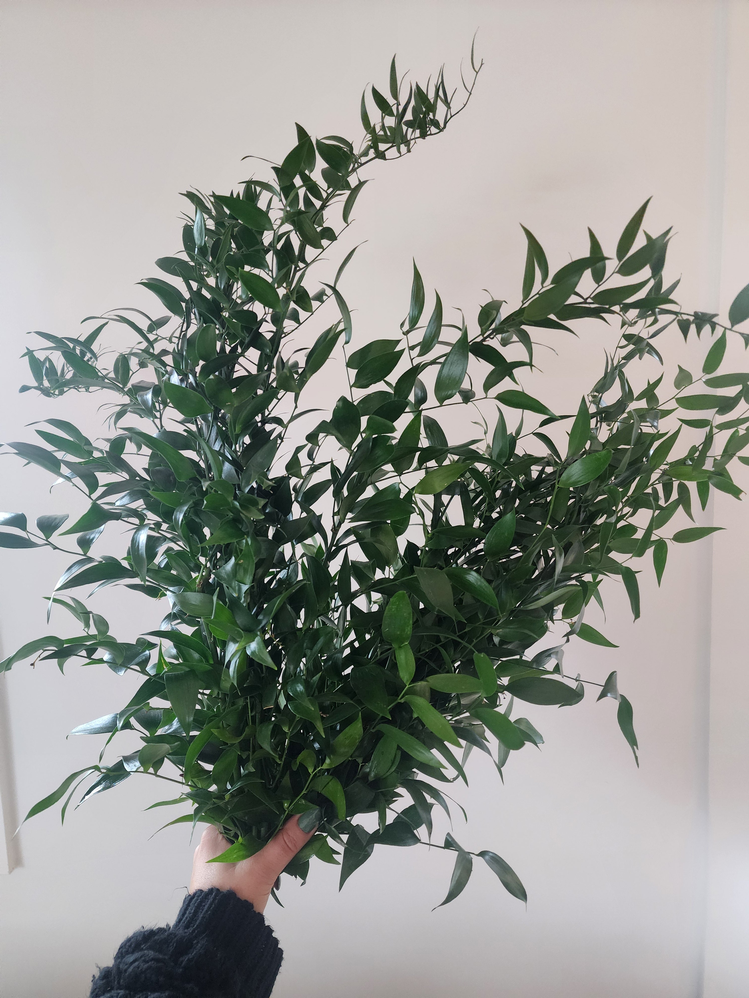 Ruscus/Bunch