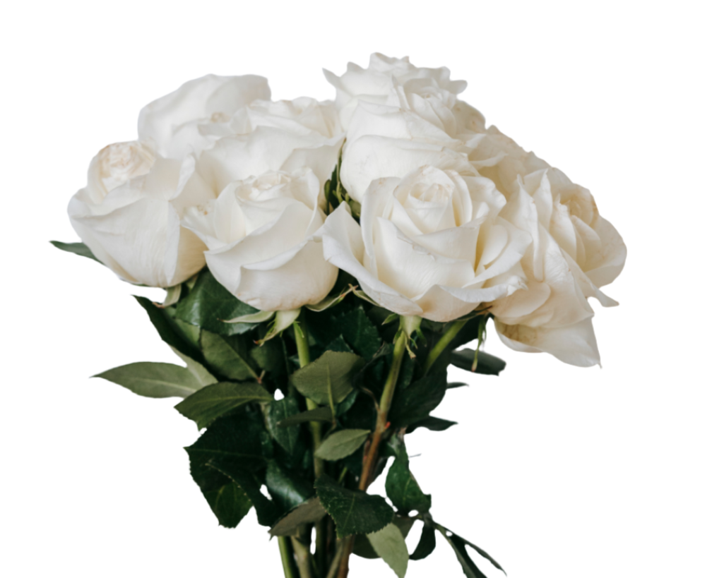 White/Roses