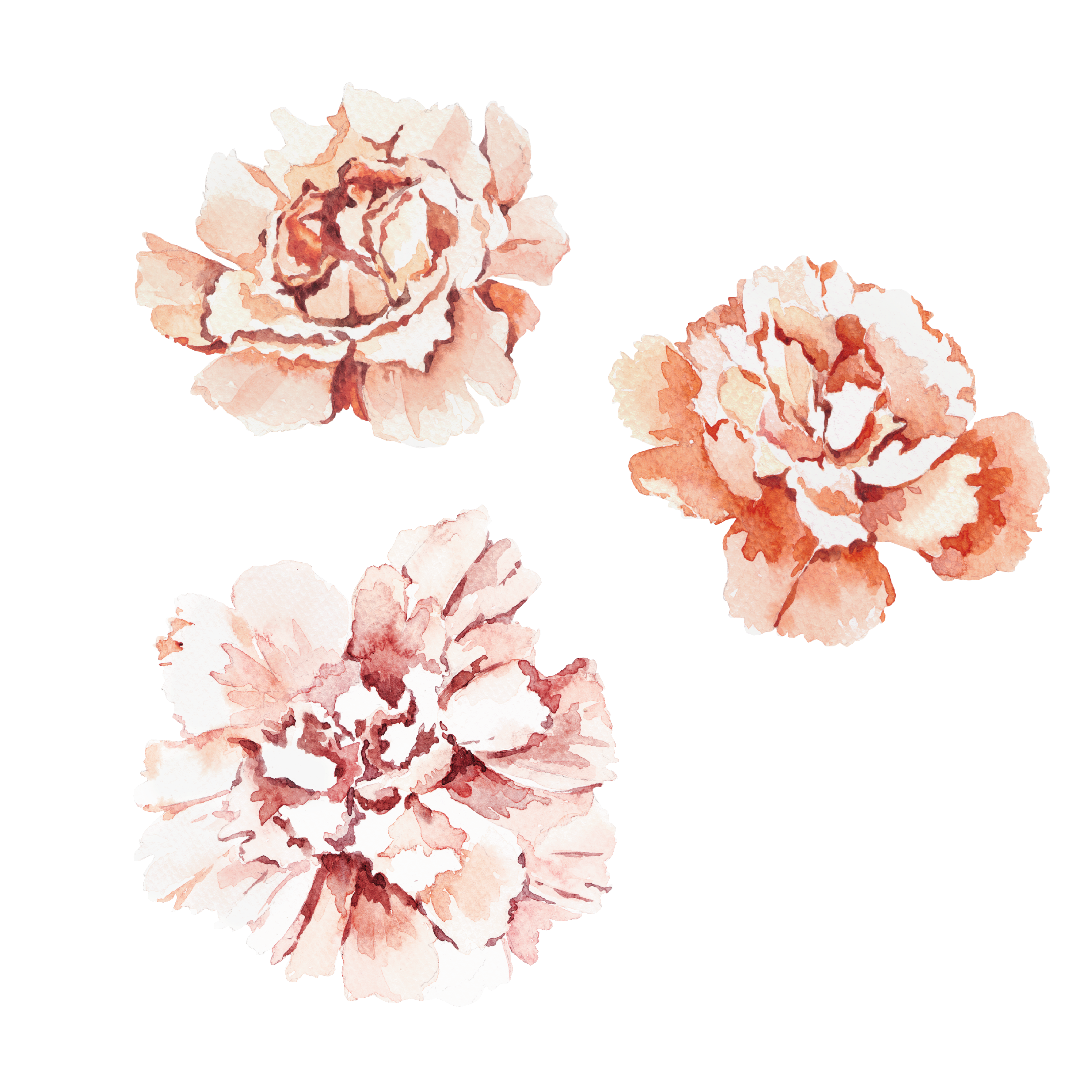 Carnation/Decal