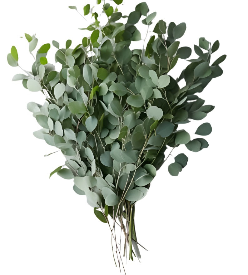 Premium/Eucalyptus