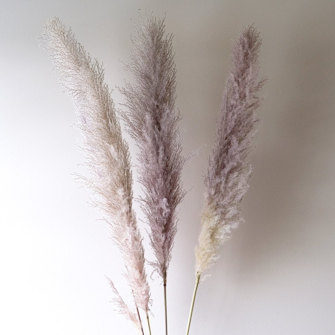 Pampas/Grass