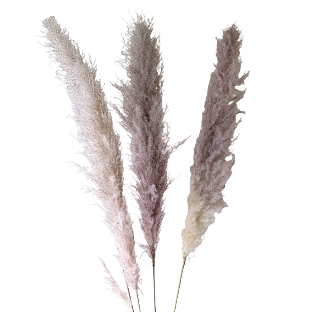 Pampas/Grass