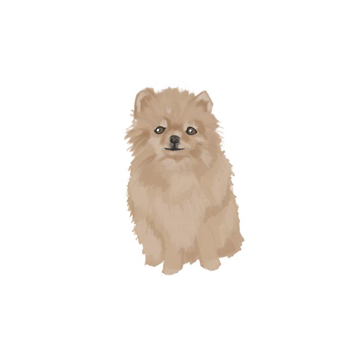 Pomeranian/Sticker